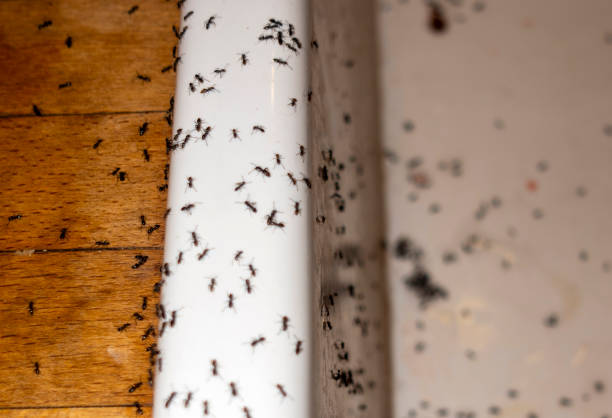 Best Spider Control Near Me  in Warrenton, GA